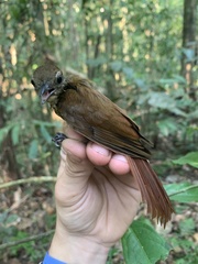 Glyphorynchus spirurus