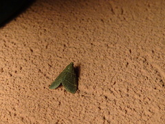 Hypsopygia glaucinalis