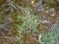 Erodium cicutarium