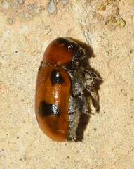 Coptocephala