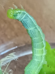 Chrysodeixis chalcites