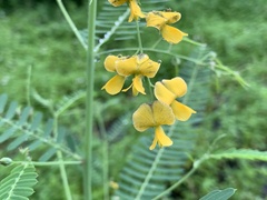 Sesbania cannabina