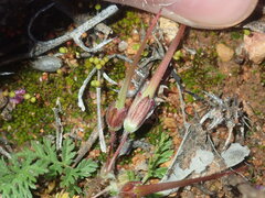 Erodium cicutarium