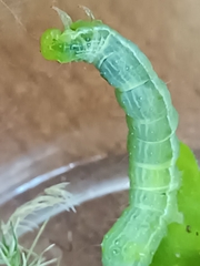 Chrysodeixis chalcites