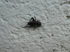 Gryllus campestris