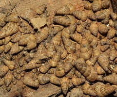 Cochlicella acuta
