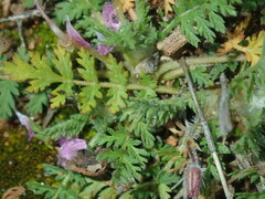 Erodium cicutarium