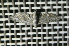 Eupithecia pusillata