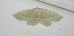 Campaea margaritaria