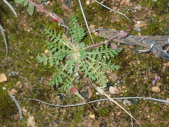 Erodium cicutarium