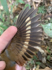 Glyphorynchus spirurus