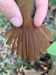 Glyphorynchus spirurus