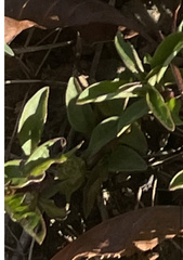 Ludwigia brevipes