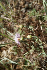 Centaurea caprina