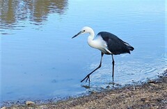 Ardea pacifica