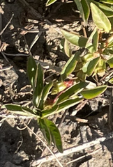 Ludwigia brevipes