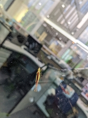 Conocephalus maculatus