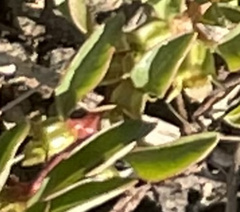 Ludwigia brevipes