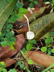 Leucocoprinus cepistipes