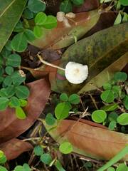 Leucocoprinus cepistipes