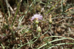 Centaurea caprina