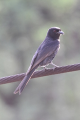 Dicrurus adsimilis apivorus