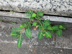 Phyllanthus urinaria