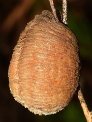 Sphodromantis viridis