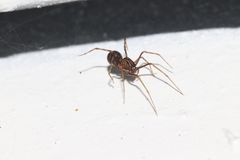 Scytodidae