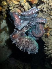 Macroctopus maorum