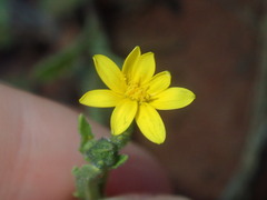 Osteospermum calendulaceum