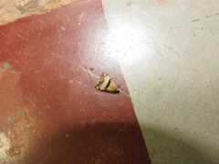 Pseudozarba bipartita