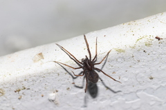 Scytodidae