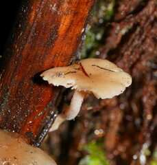 Singerocybe