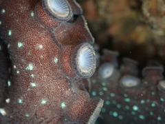 Macroctopus maorum