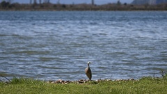 Egretta novaehollandiae novaehollandiae