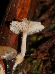 Singerocybe