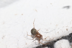 Scytodidae