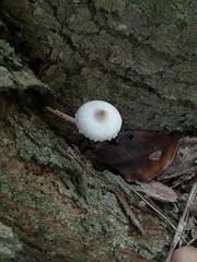 Leucoagaricus meleagris