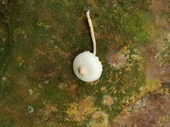 Leucoagaricus meleagris