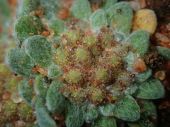 Chthonocephalus pseudevax