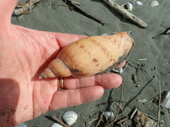 Alcithoe arabica