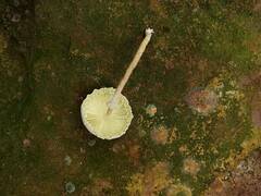 Leucoagaricus meleagris