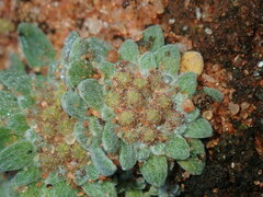 Chthonocephalus pseudevax