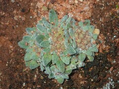 Chthonocephalus pseudevax