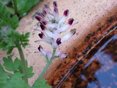 Fumaria bastardii