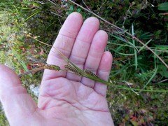 Carex nigra