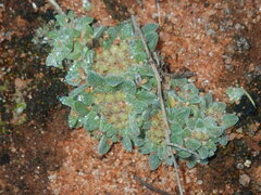 Chthonocephalus pseudevax