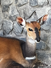 Tragelaphus sylvaticus