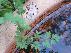 Fumaria bastardii
